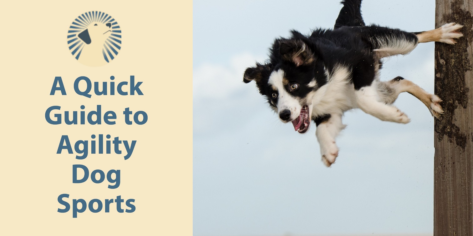 A Quick Guide to Agility Dog Sports