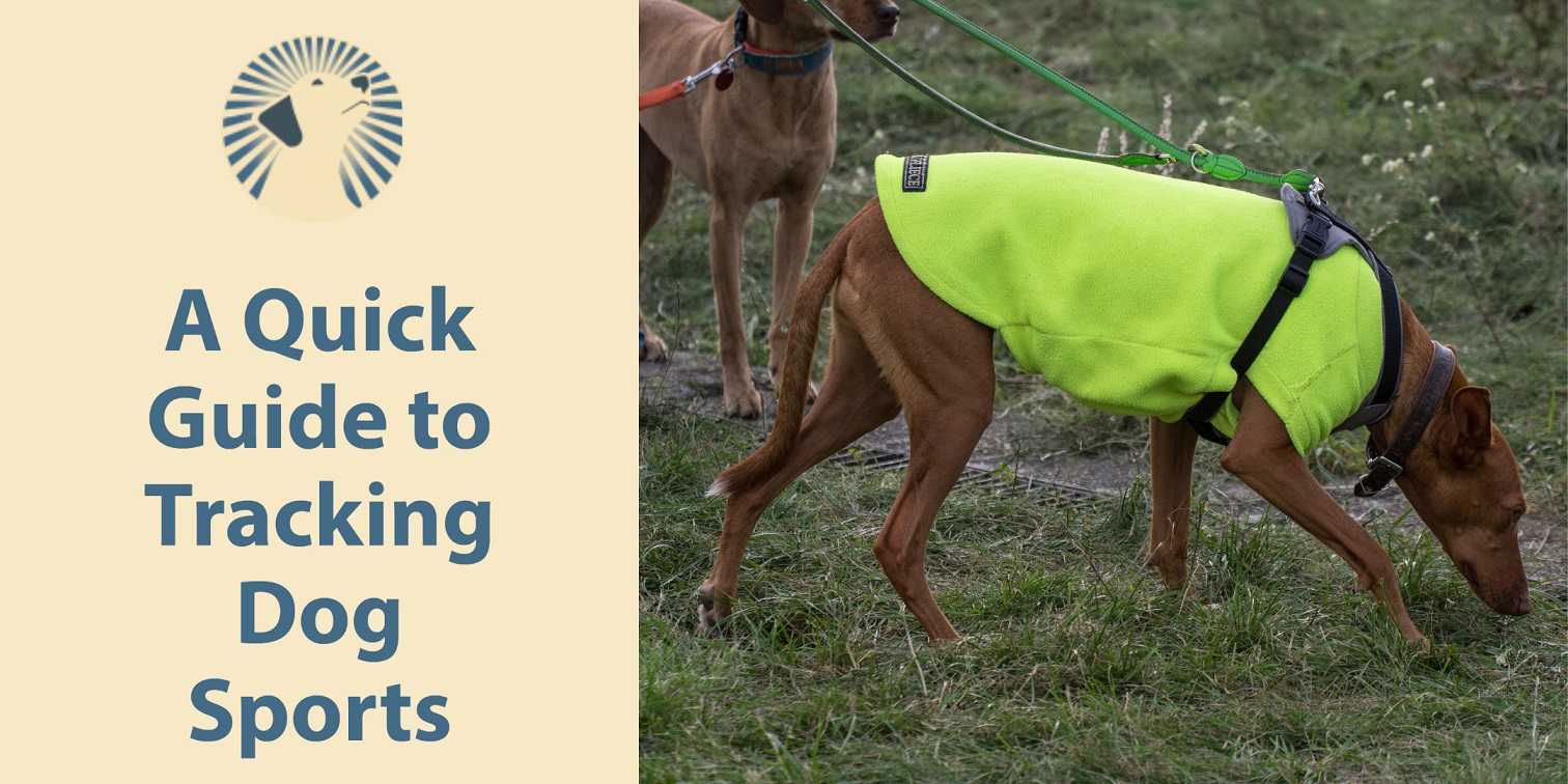 A Quick Guide to Tracking Dog Sports